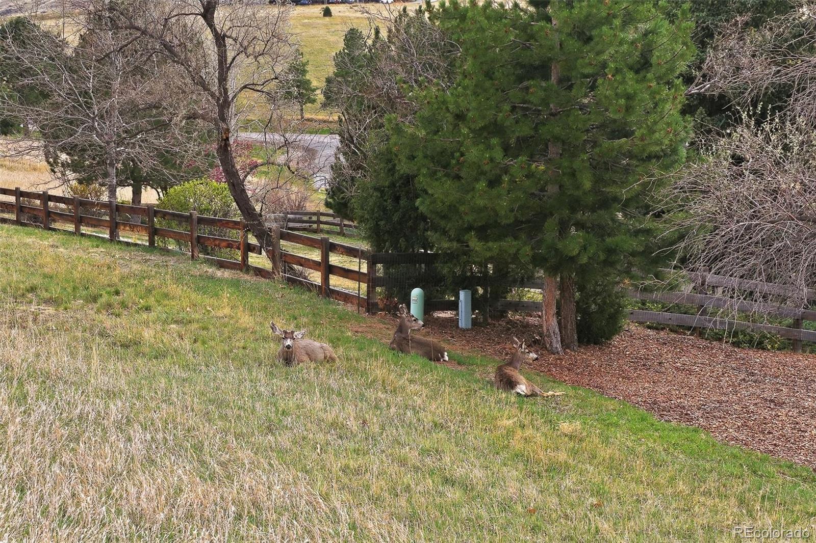 4 Blue Grouse Ridge Road Littleton, CO 80127 - Photo 39 of 50