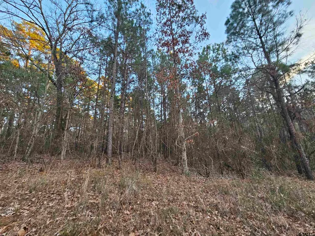 a view of forest with trees