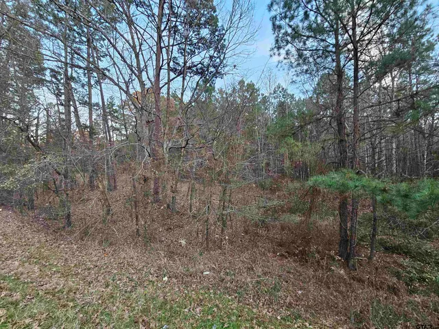 a view of a forest with trees in the background