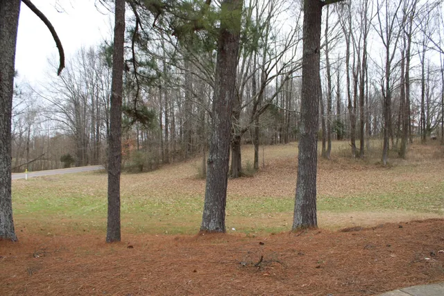 a view of a yard with trees