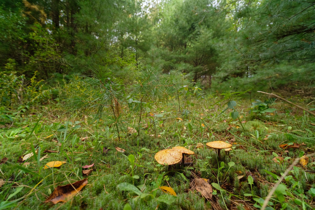 0 Erdman Road Onekama, MI 49675 - Photo 12 of 69 Gallery Image 12