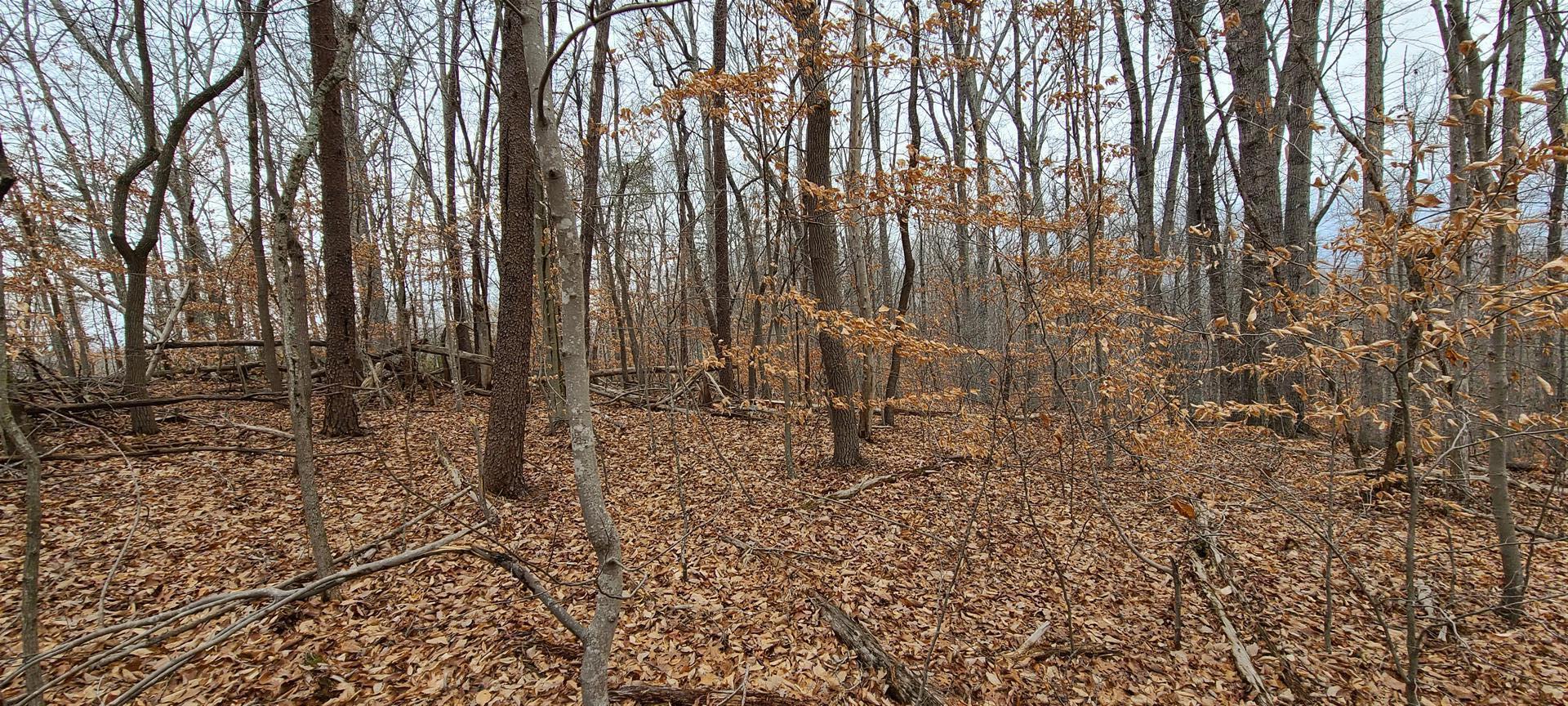 13 Drawbridge Road Pittsville, VA 24139 - Photo 23 of 63 20220109_121715 (Large)