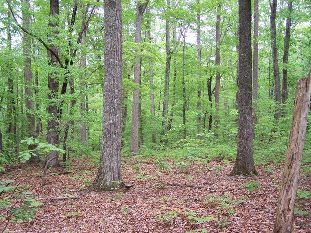13 Drawbridge Road Pittsville, VA 24139 - Photo 5 of 63 WOODED waterfront lot