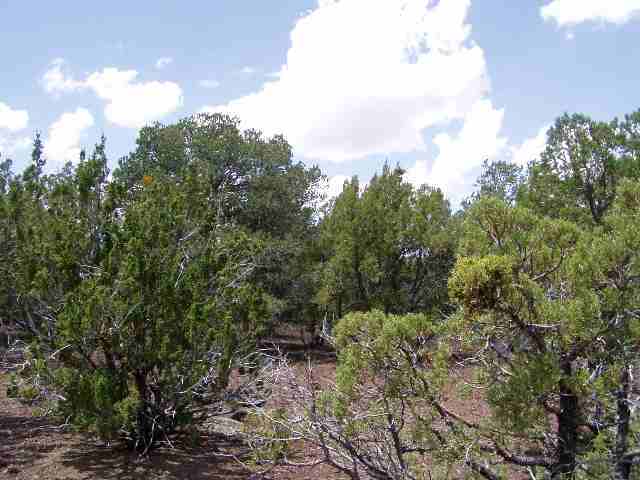 23 North Mountain Pine Road Show Low, AZ 85901 - Photo 3 of 5