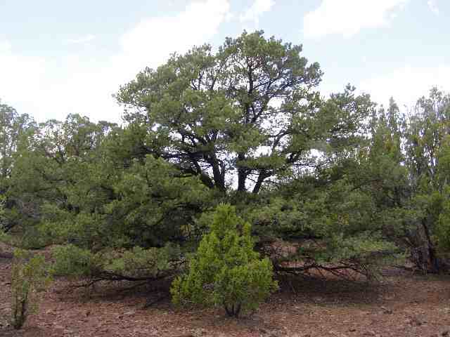 23 North Mountain Pine Road Show Low, AZ 85901 - Photo 4 of 5
