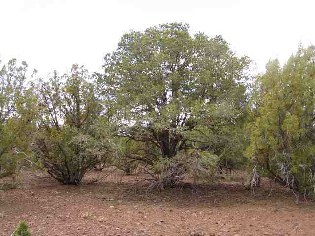 23 North Mountain Pine Road Show Low, AZ 85901 - Photo 5 of 5