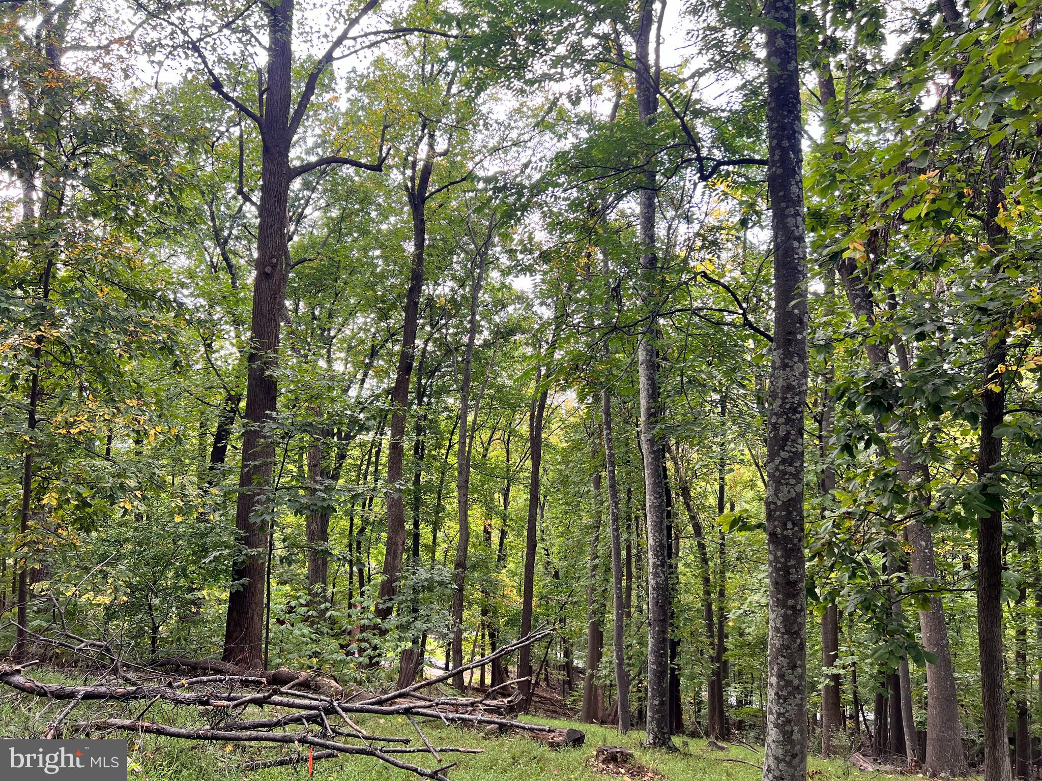 Lot #3 Bridle Path Road Front Royal, VA 22630 - Photo 3 of 5