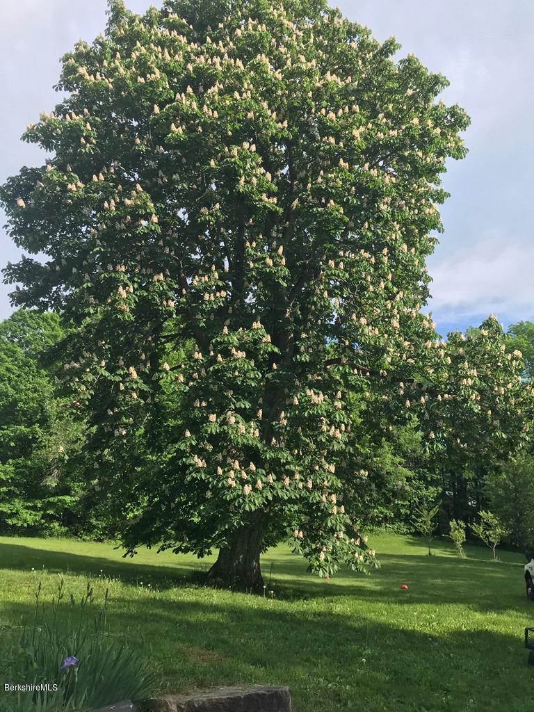 570 E Road Stamford, VT 05352 - Photo 31 of 40 Flowering tree