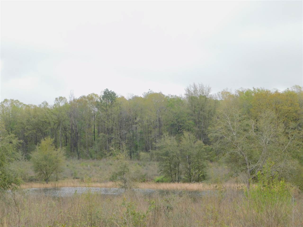 0 Babe Lawrence Road Florala, AL 36442 - Photo 3 of 17 Gallery Image 3