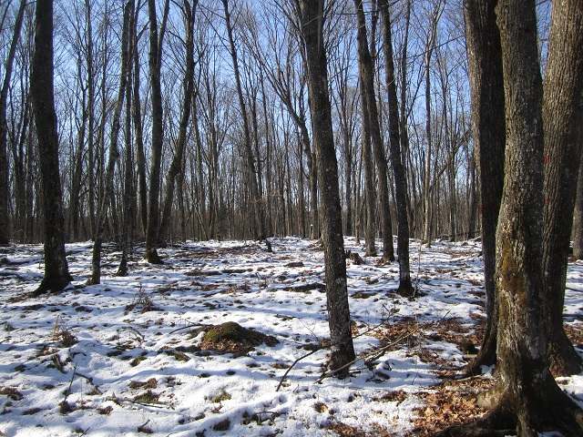 Tbd Off Tbd Off Cth Ff Mercer, WI 54547 - Photo 8 of 20 Gallery Image 8