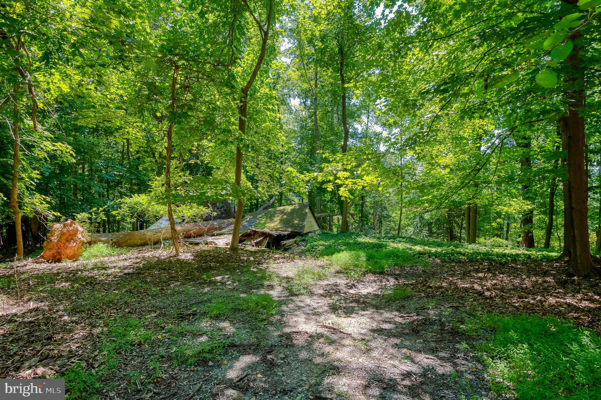 103 Sherwood Road Cockeysville, MD 21030 - Photo 57 of 59 a big yard with lots of green space and deers