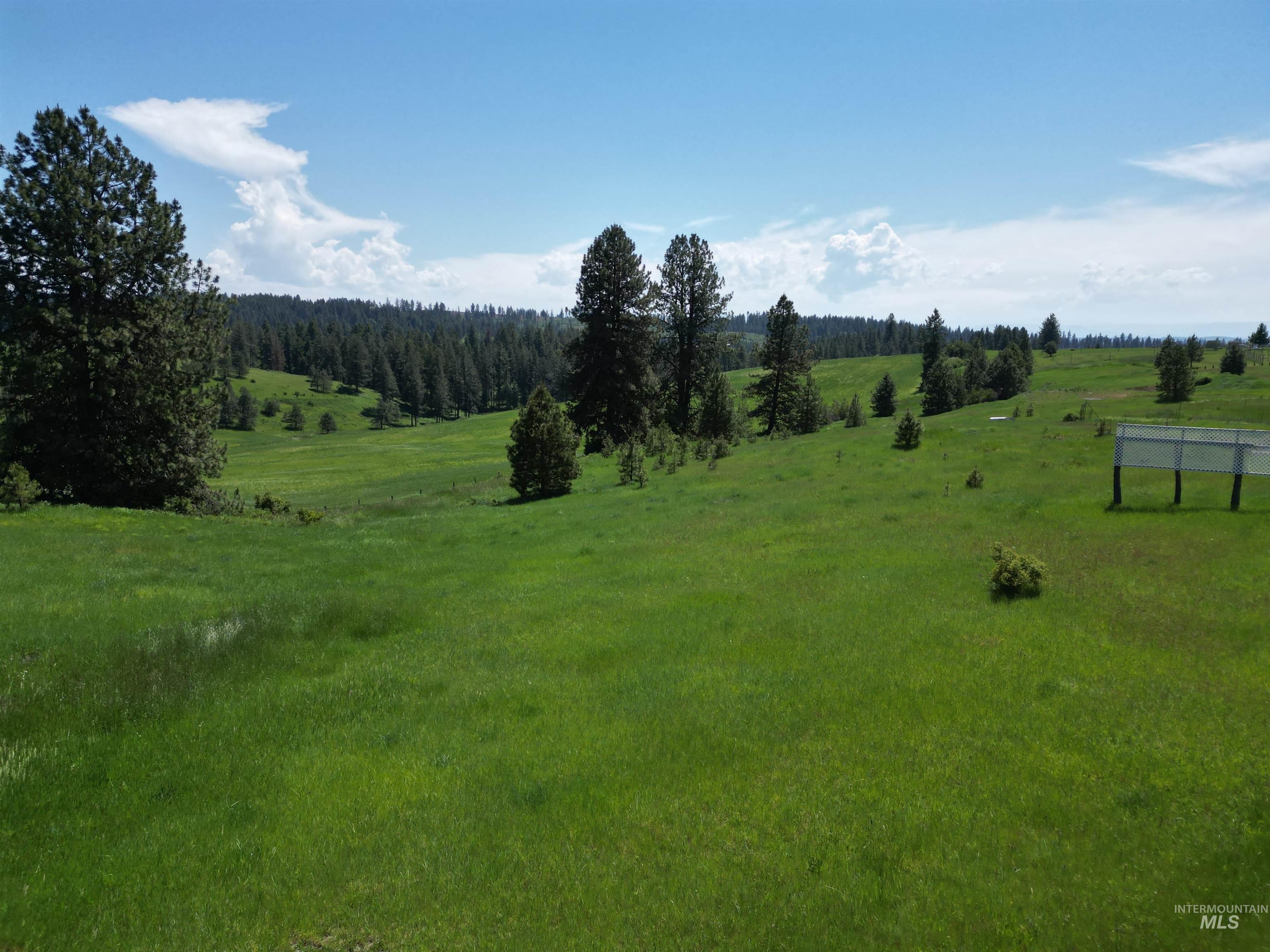135 Harrisburg Road Kamiah, ID 83536 - Photo 32 of 41 Expansive green acreage with rolling terrain, mature evergreen trees, scattered smaller trees, and a clear blue sky overhead