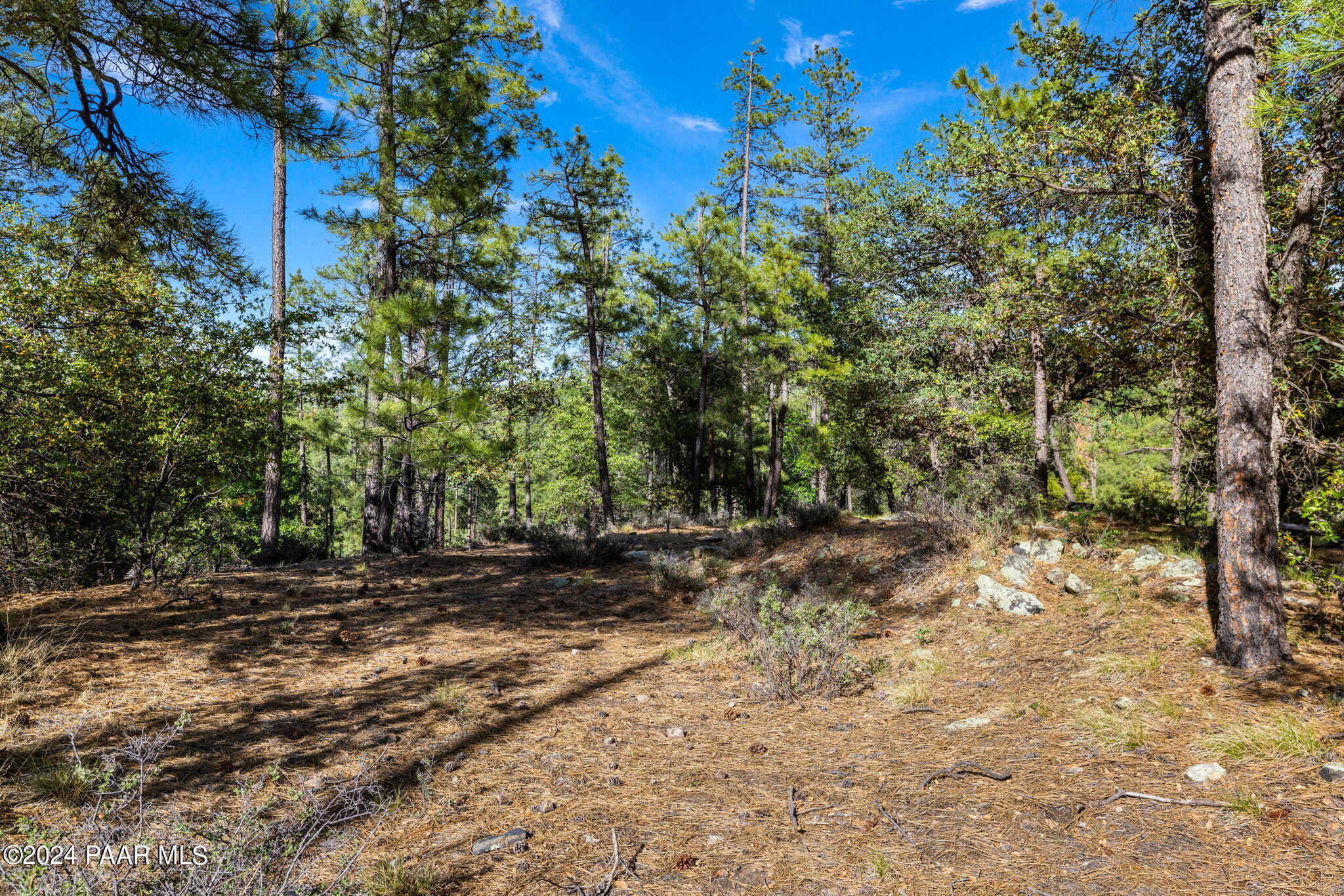 0 East Blue Jay Road Prescott, AZ 86303 - Photo 3 of 10 a view of a yard with plants and trees