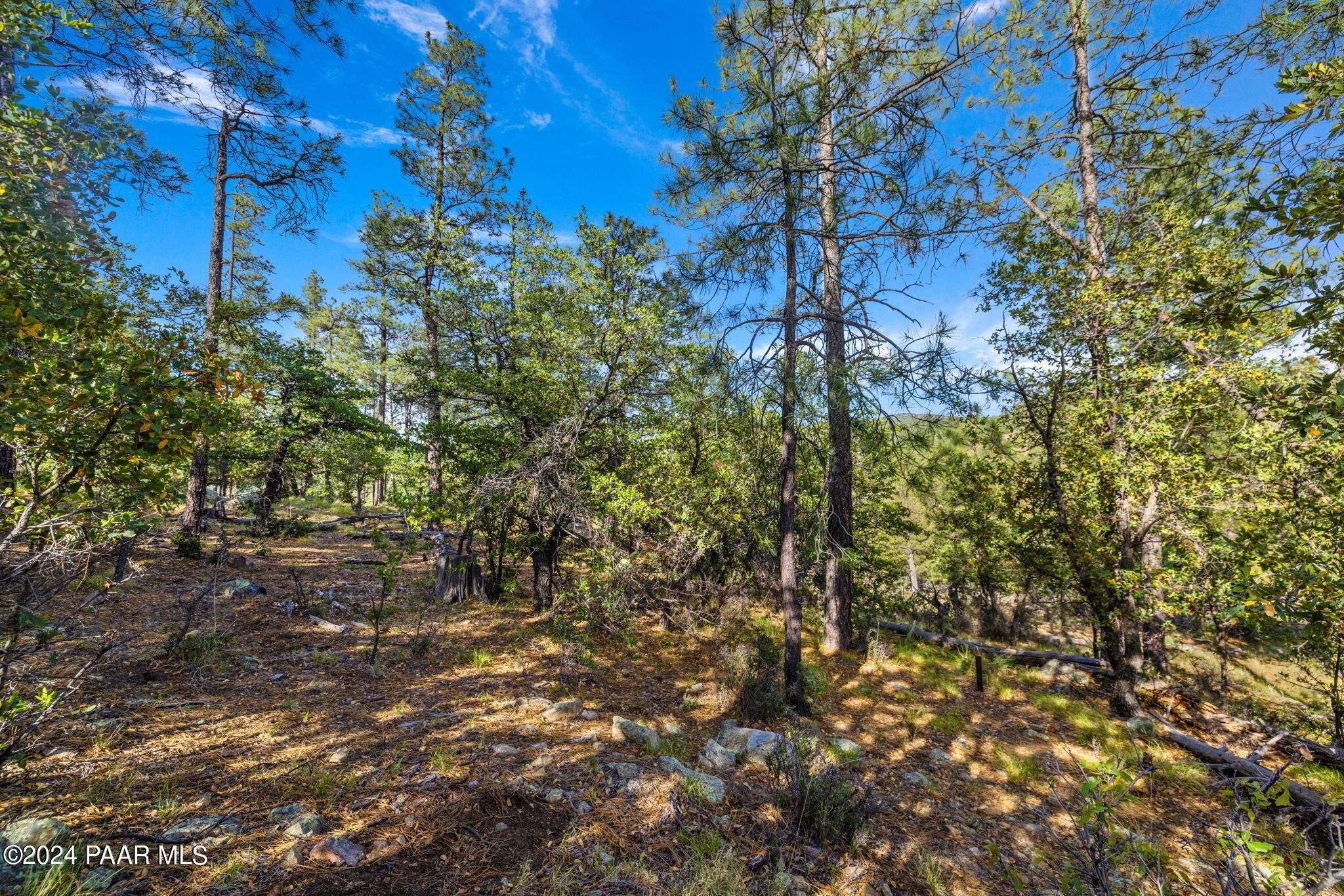 0 East Blue Jay Road Prescott, AZ 86303 - Photo 4 of 10 a view of a tree