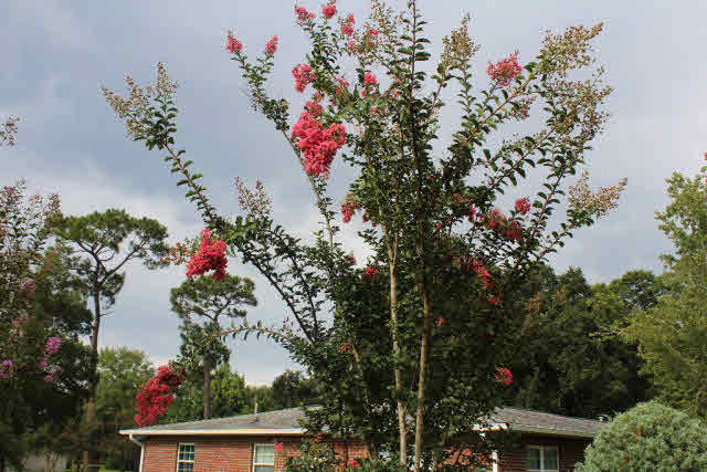 320 West Rose Avenue Foley, AL 36535 - Photo 23 of 30