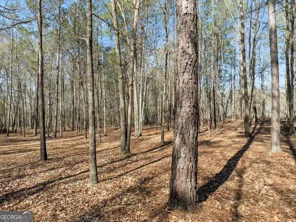 a backyard of water with tall trees