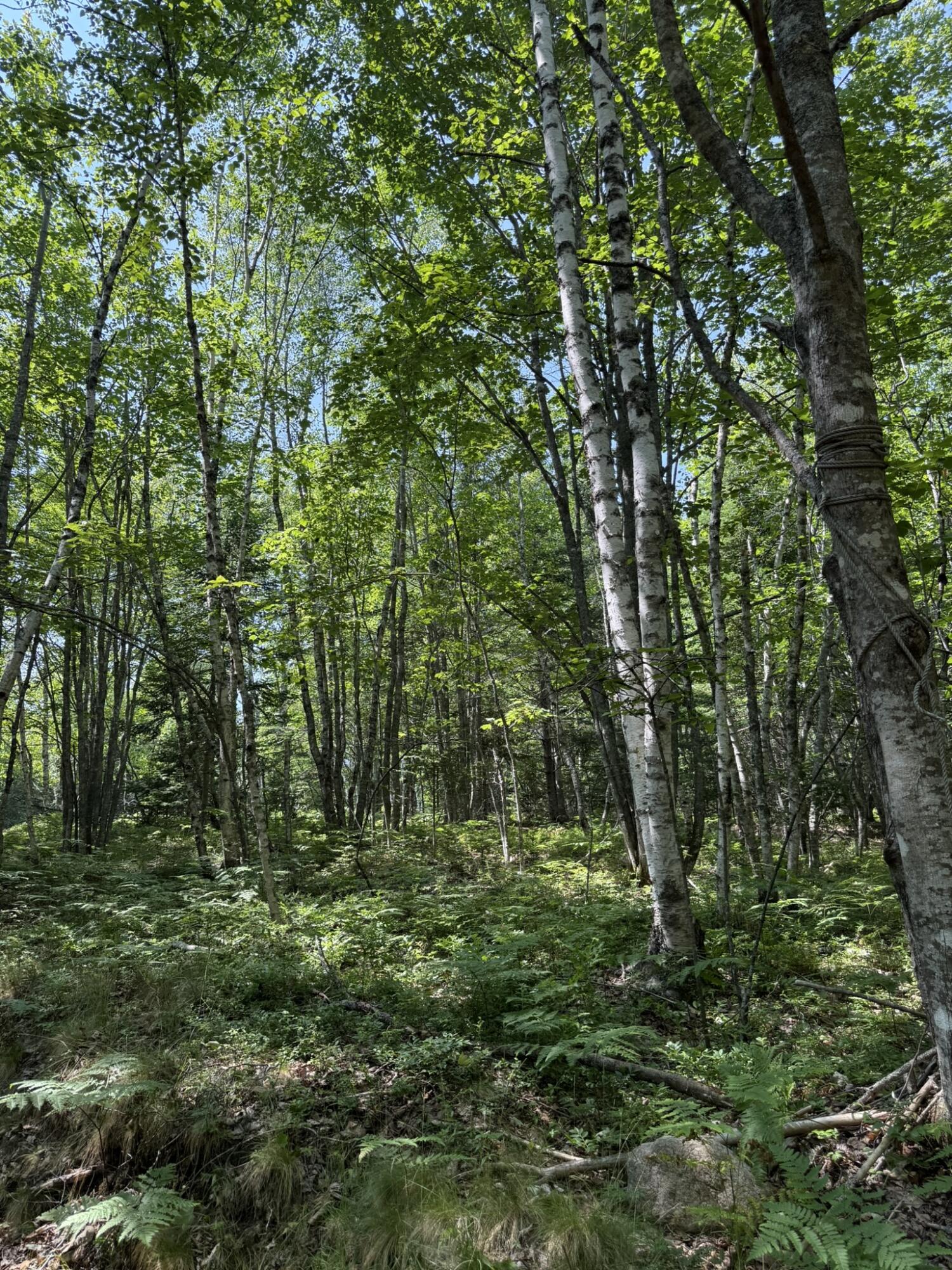 M7-l 5 6 Pineo Point Road Harrington, ME 04643 - Photo 25 of 45 IMG_5361