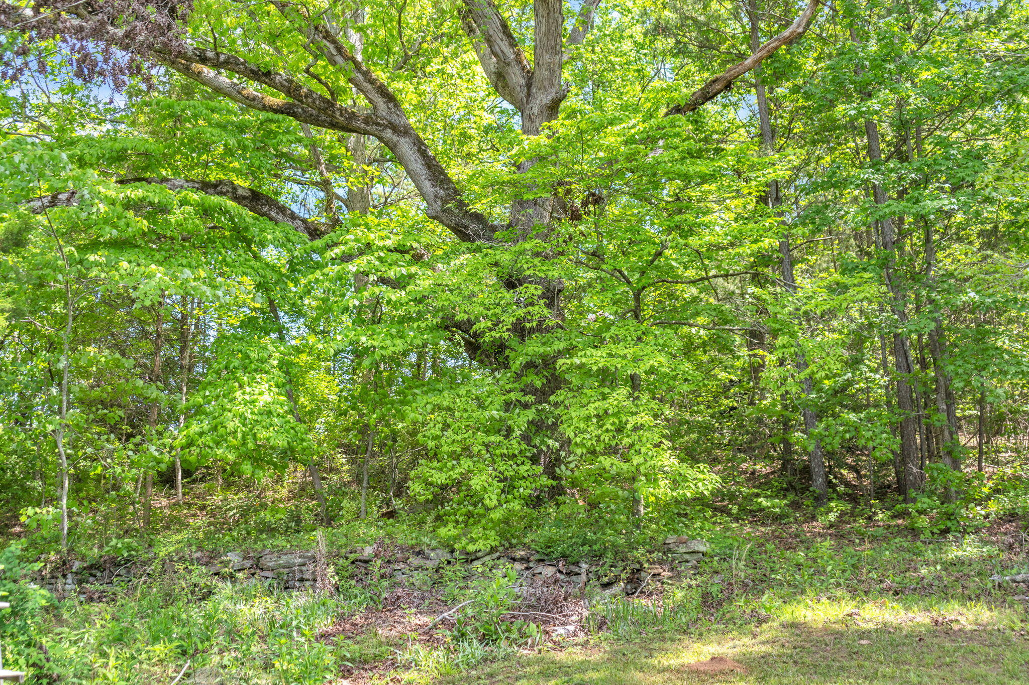 5595 Cove Road Jasper, GA 30143 - Photo 28 of 30 17-web-or-mls-DSC01563 copy