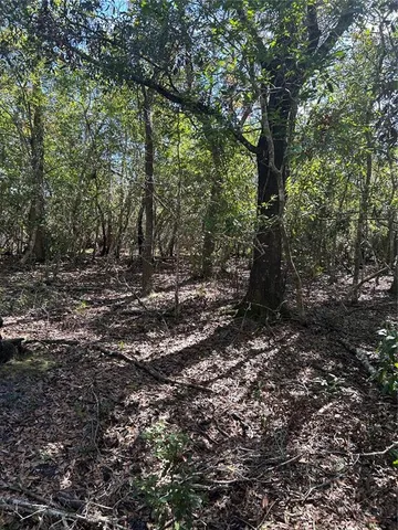a view of a forest with trees