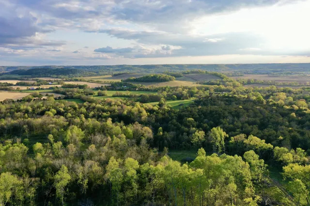 a view of a park with large trees