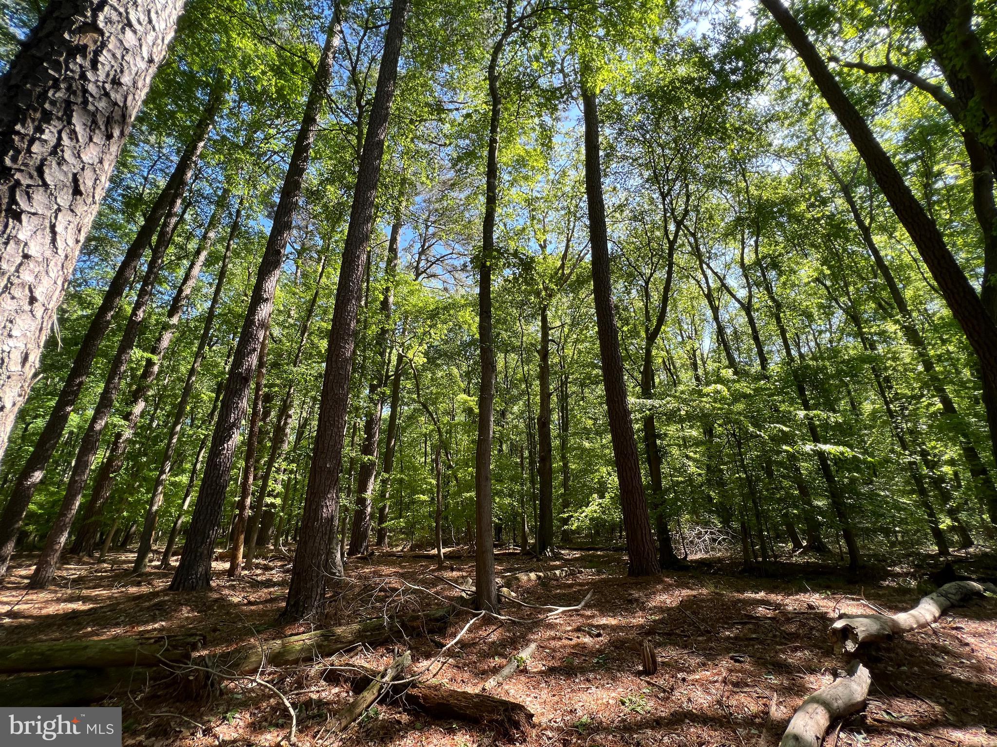 40 Revells Neck Road Westover, MD 21871 - Photo 11 of 20 a view of a forest with trees