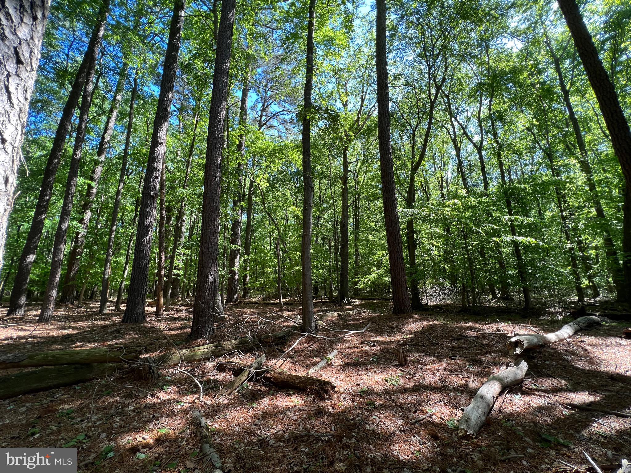 40 Revells Neck Road Westover, MD 21871 - Photo 13 of 20 a backyard of a house with lots of green space