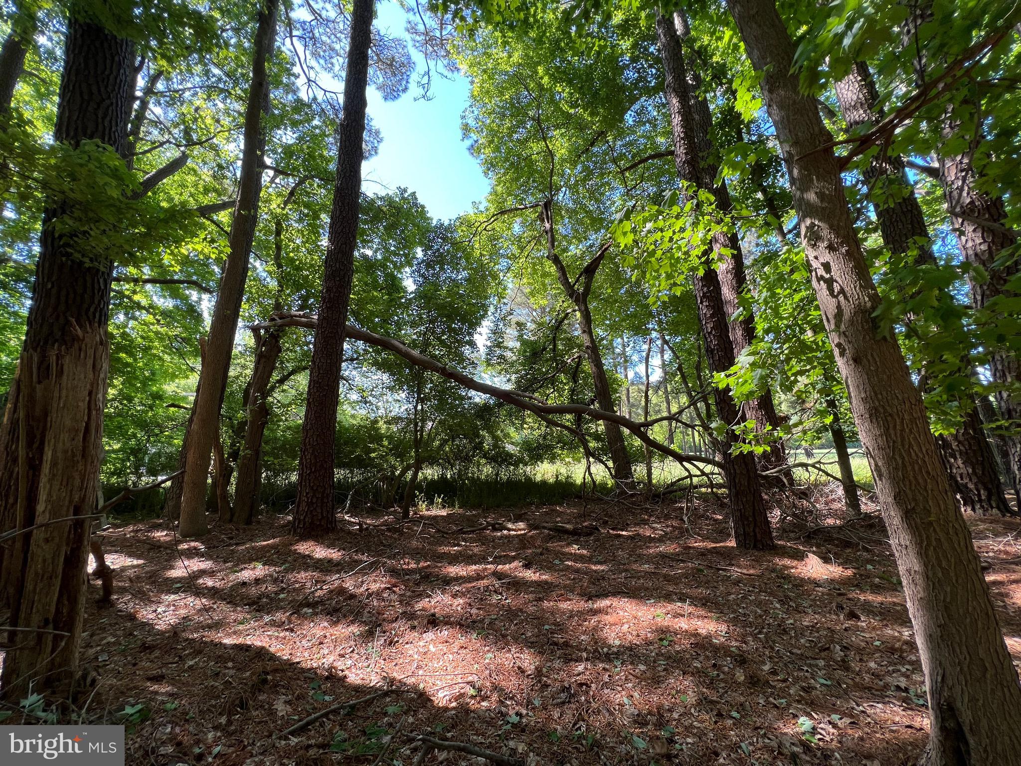 40 Revells Neck Road Westover, MD 21871 - Photo 5 of 20 a view of outdoor space and yard