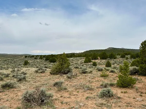 an aerial view of houses covered in trees