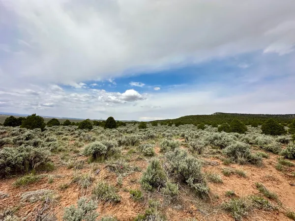 a view of a bunch of trees in a field