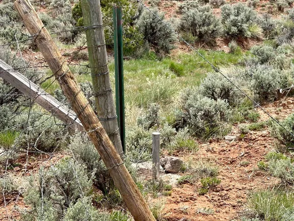 a view of a tree in a yard