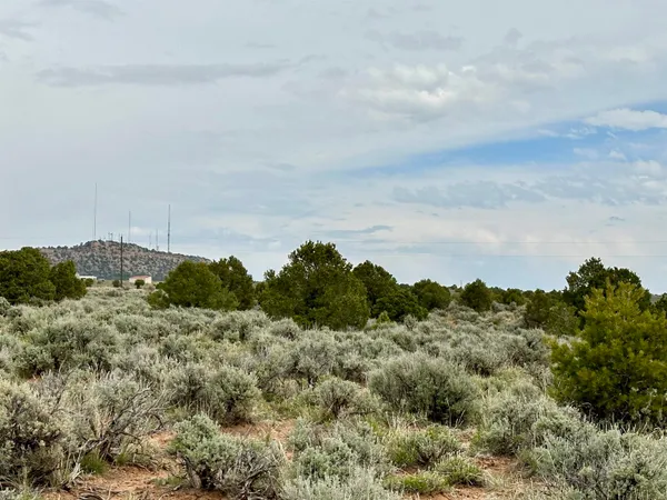 a view of a bunch of trees in a field