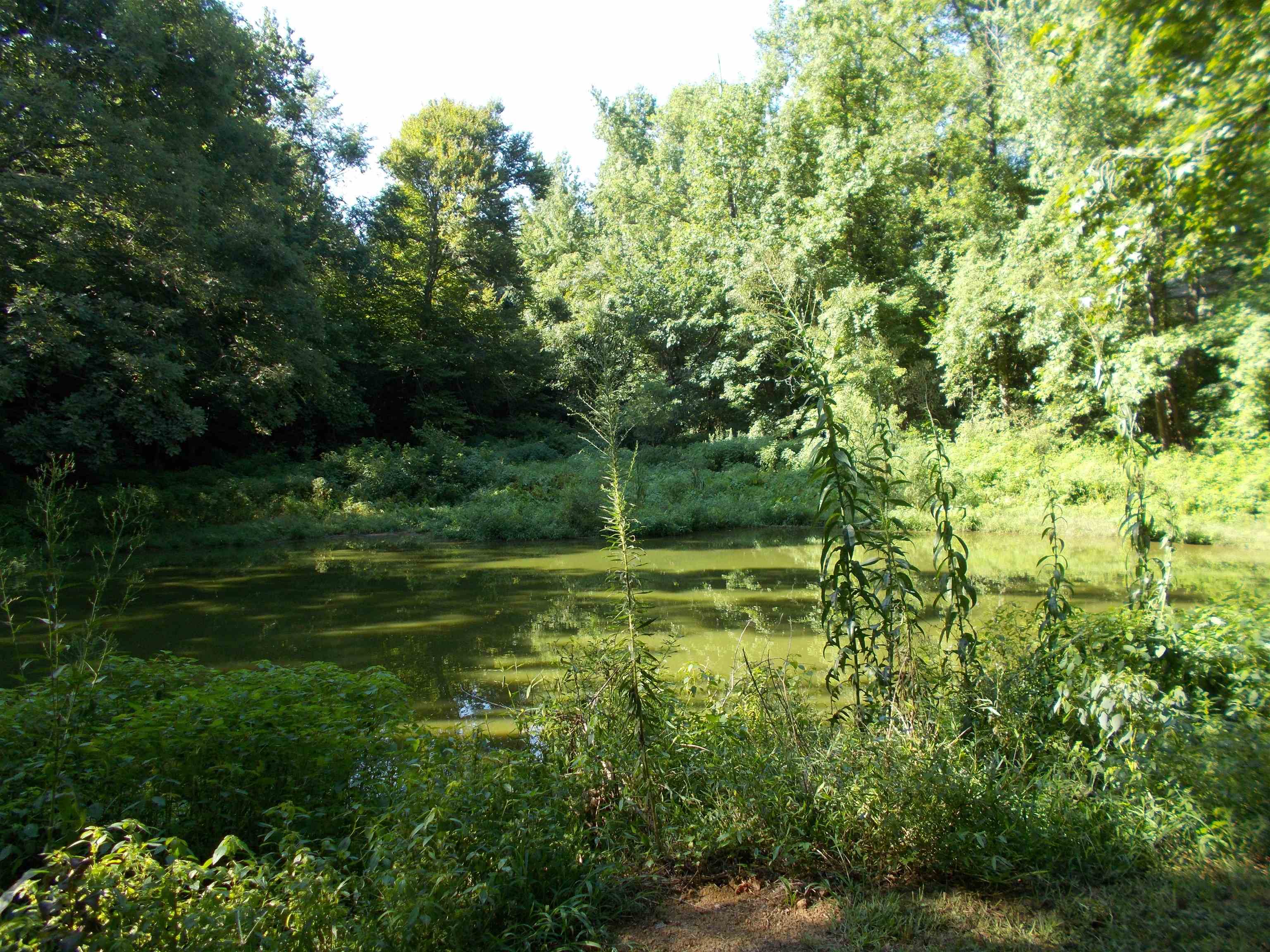 752 Curve Woodville Road Gates, TN 38037 - Photo 25 of 25
