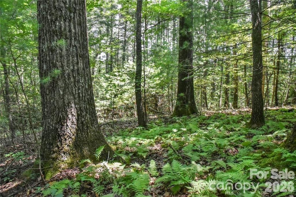 19 Laurel Loop Road Fletcher, NC 28732 - Photo 3 of 13 a view of outdoor space and green space