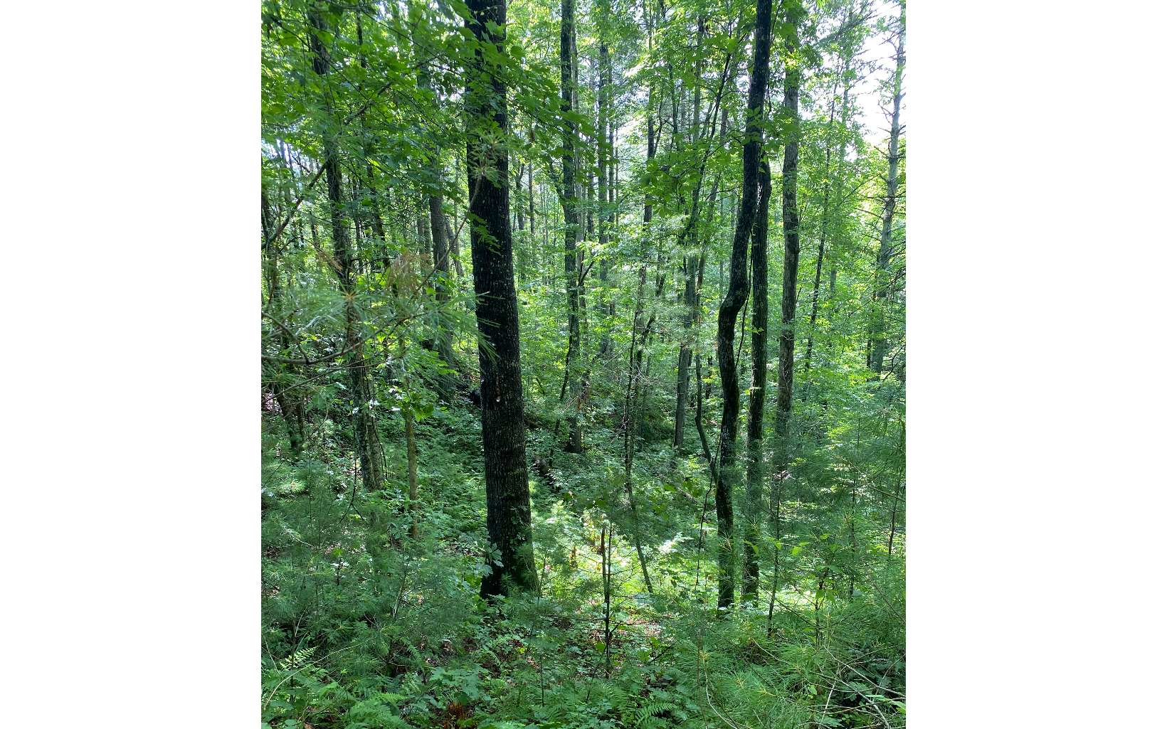 Lots Quarry Court Ellijay, GA 30540 - Photo 2 of 10 Additional View