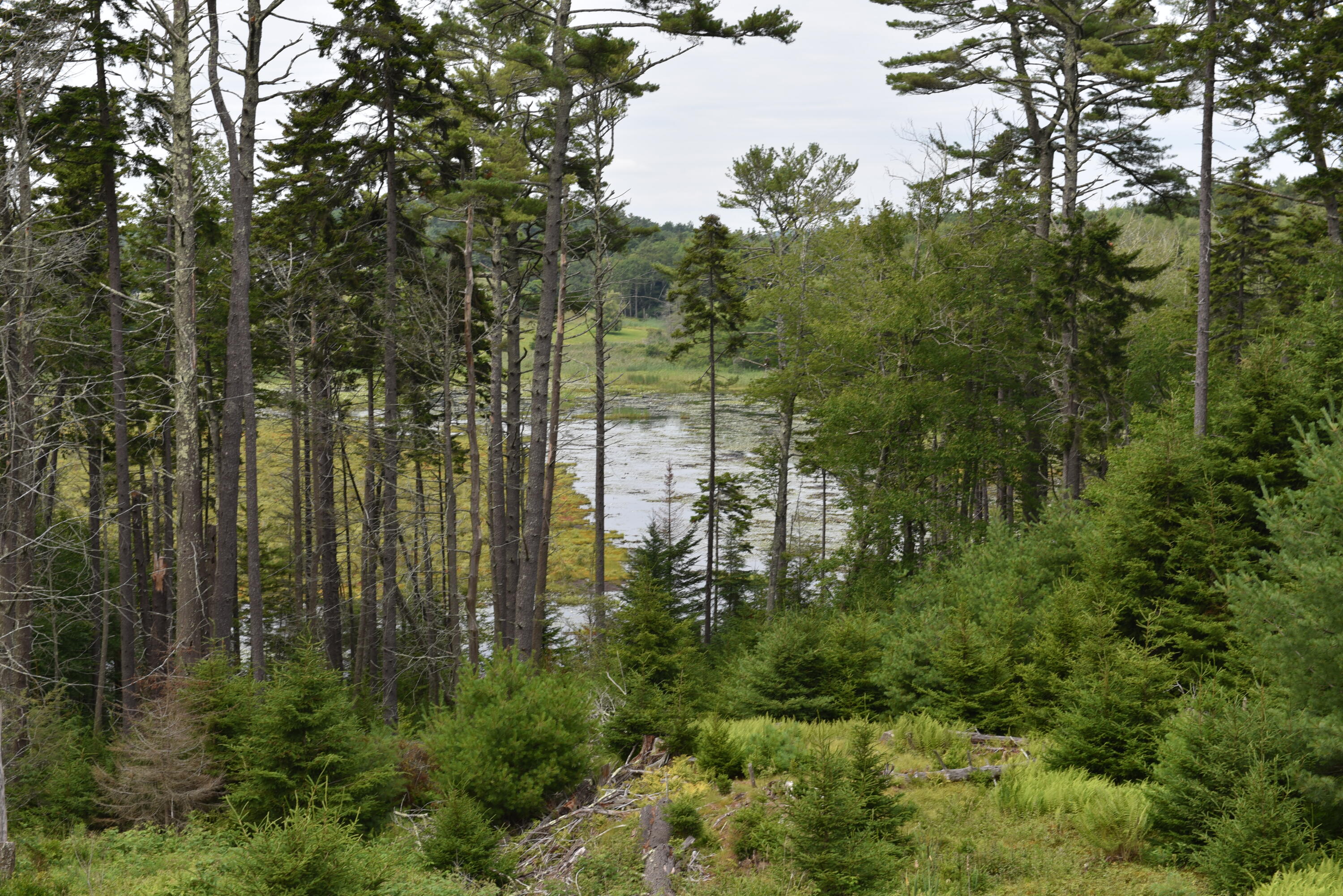 43 Merganser Cove Road Orrs Island, ME 04066 - Photo 14 of 62 DSC_0642
