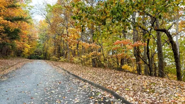 a view of a yard with large trees