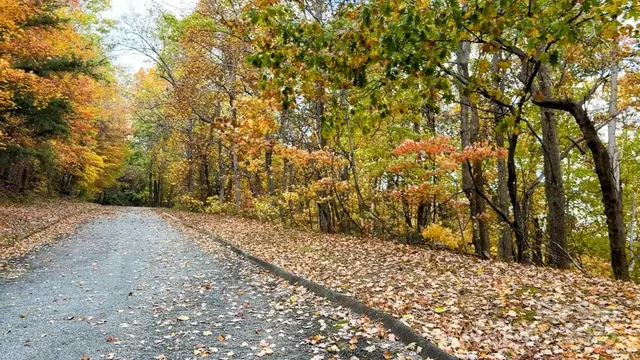 a view of a yard with large trees