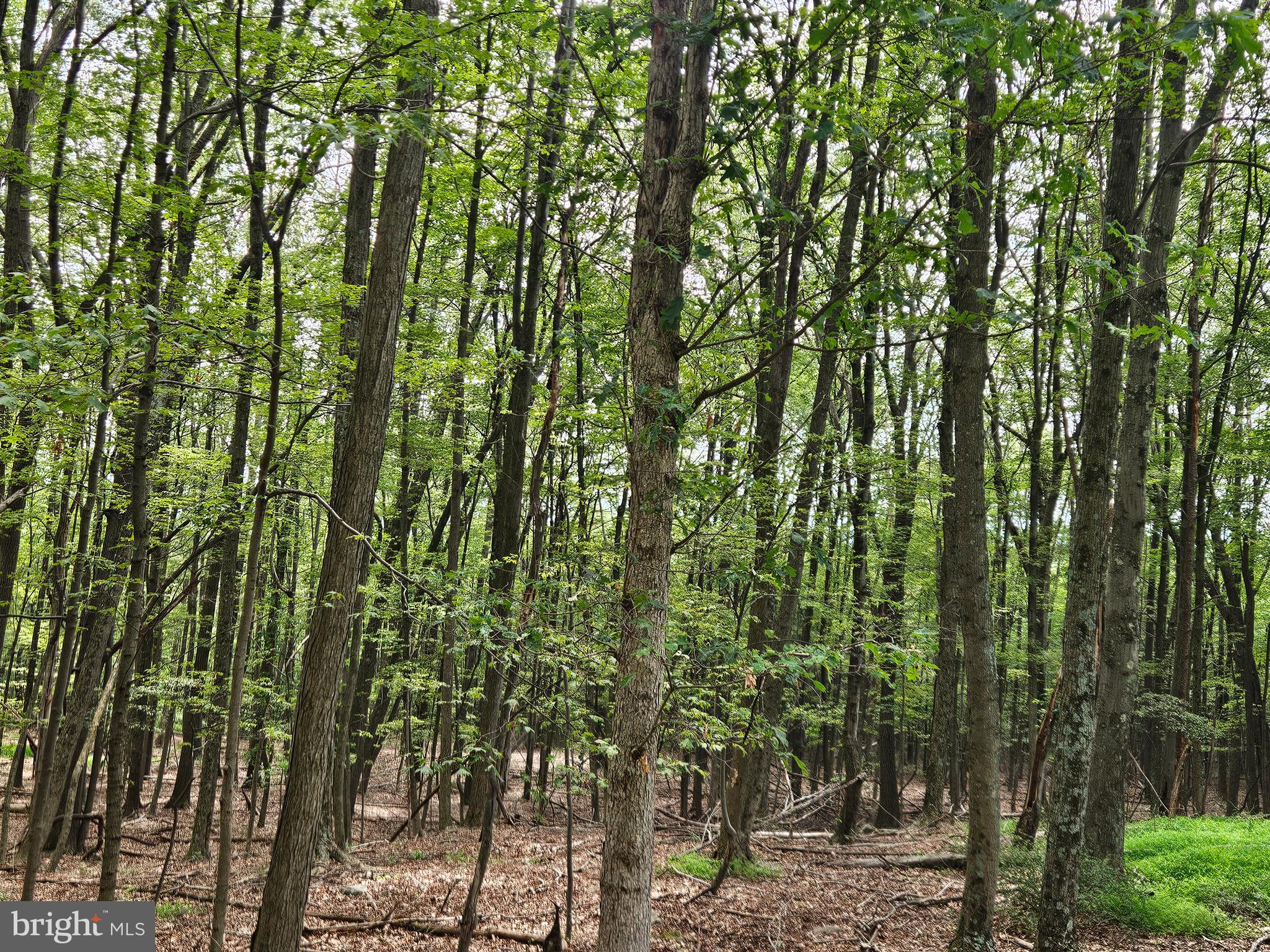 Elbinsville Road Flintstone, MD 21530 - Photo 2 of 8 Gallery Image 2