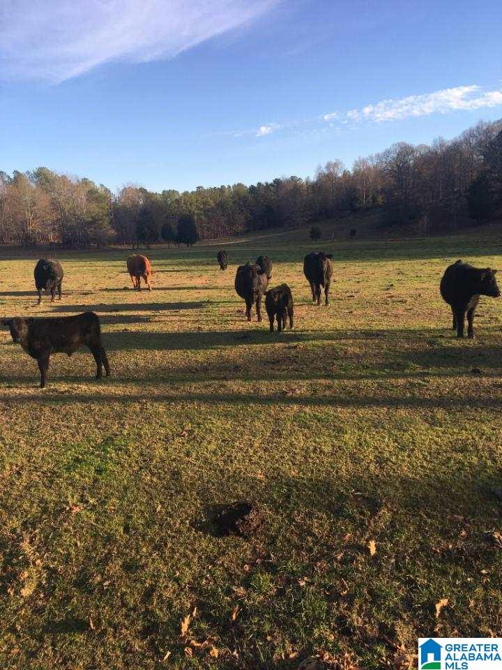 1153 Meadow River Road Talladega, AL 35160 - Photo 6 of 28