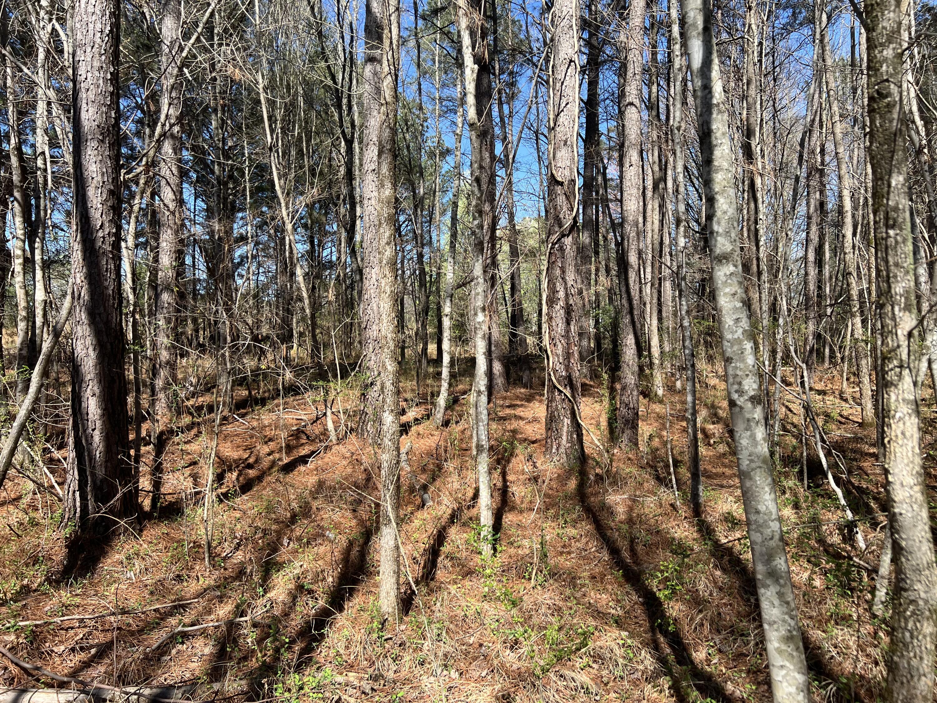 0 Utility Southwest Road Rocky Face, GA 30740 - Photo 13 of 18 Utility Rd 12