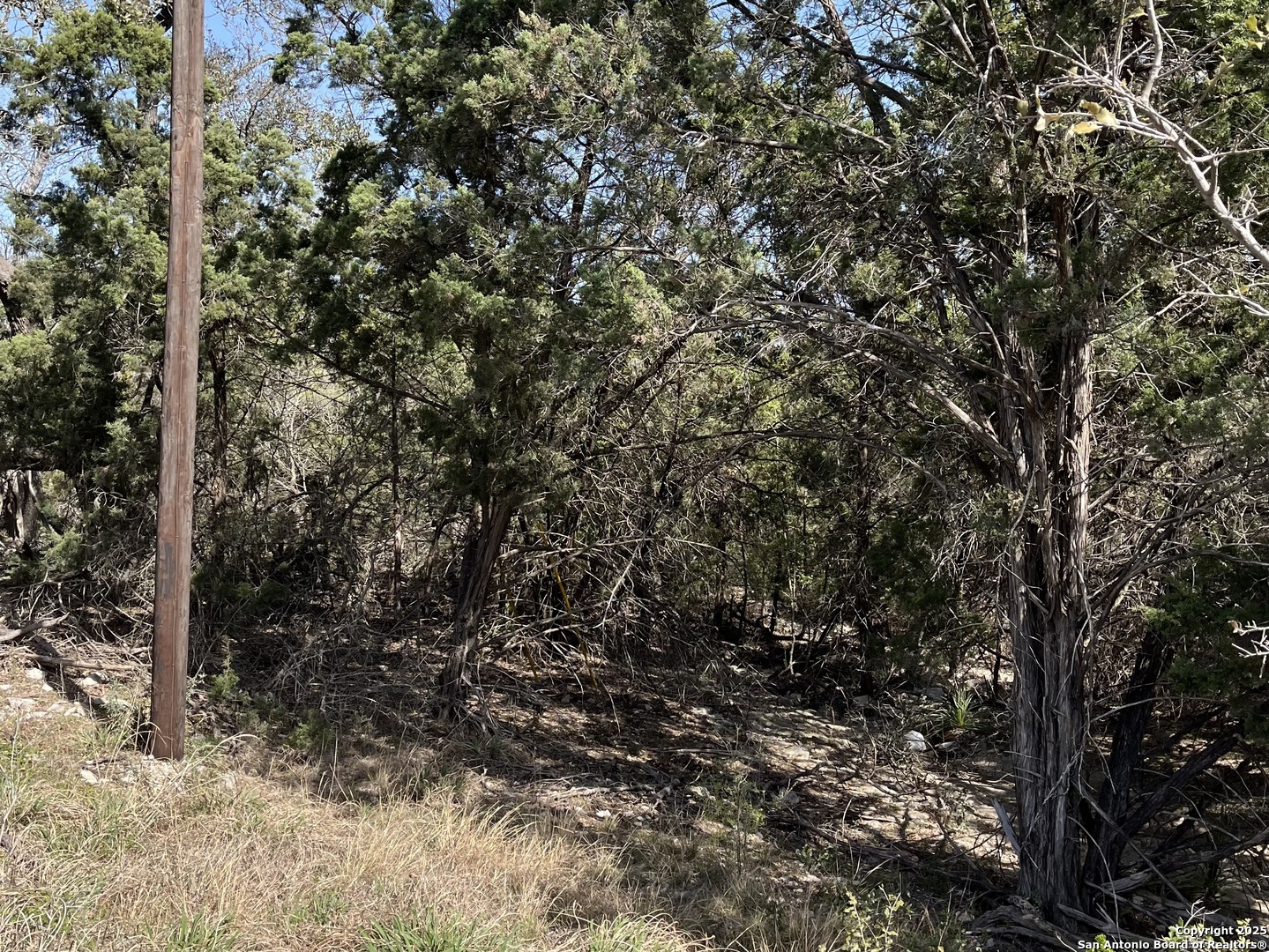0 State Hwy 46 W Spring Branch, TX 78070 - Photo 7 of 27 a close up of a tree