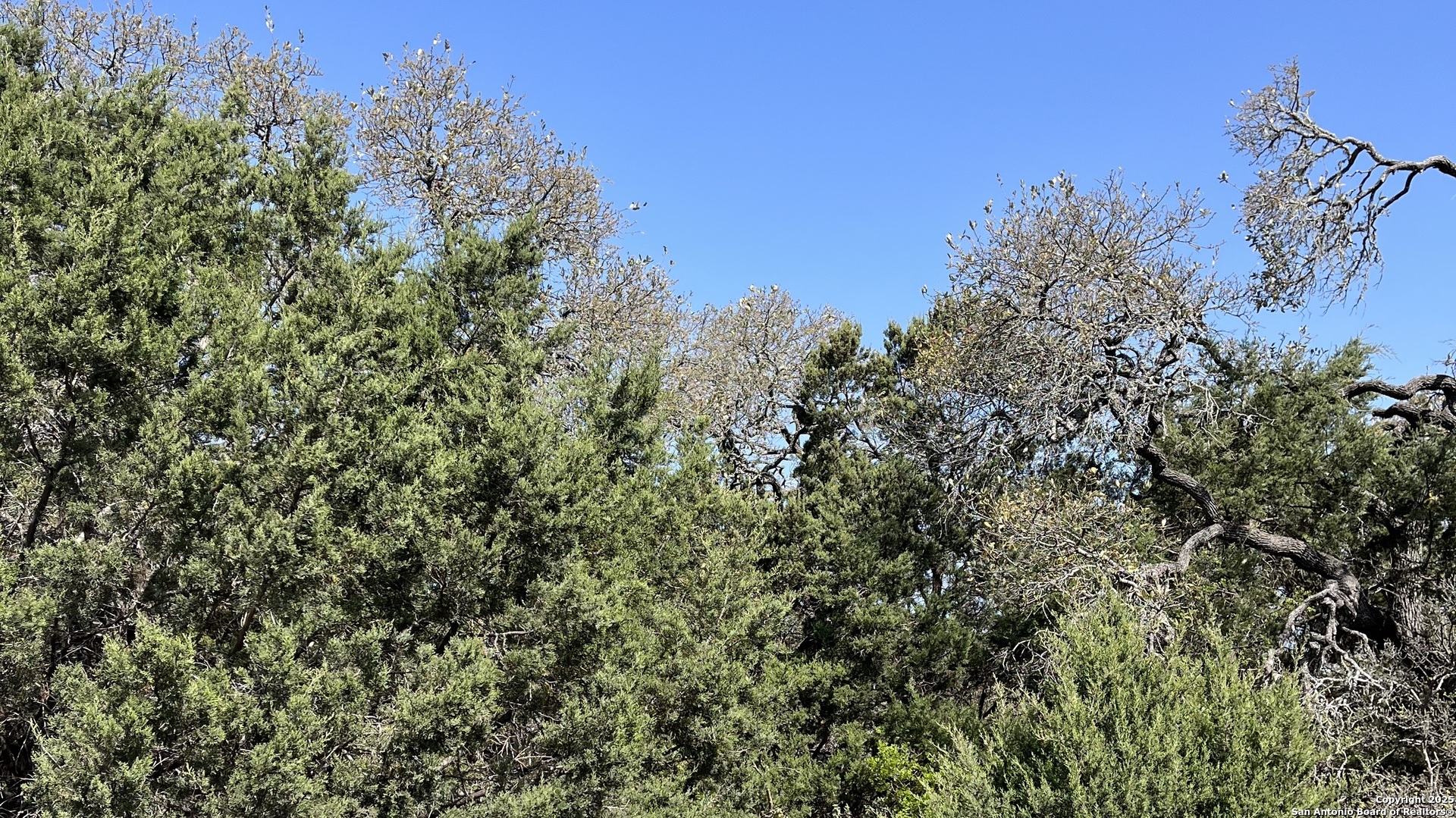 0 State Hwy 46 W Spring Branch, TX 78070 - Photo 8 of 27 a view of a yard with a tree