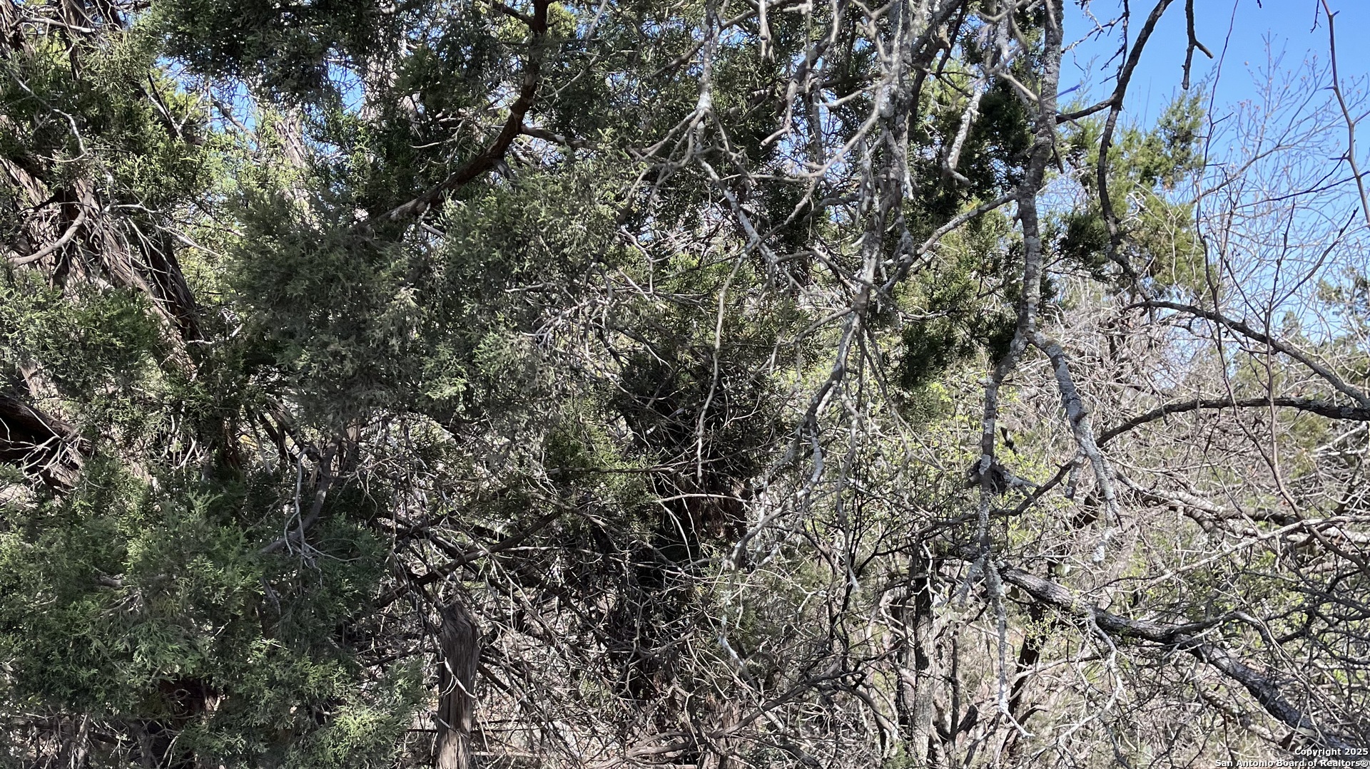 0 State Hwy 46 W Spring Branch, TX 78070 - Photo 10 of 27 a view of a tree
