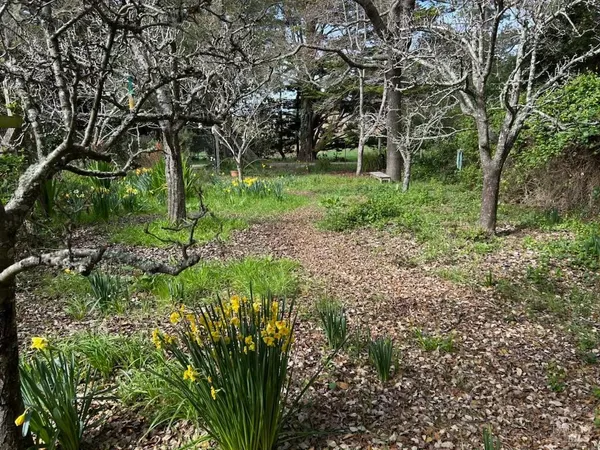 a view of a flower in a garden