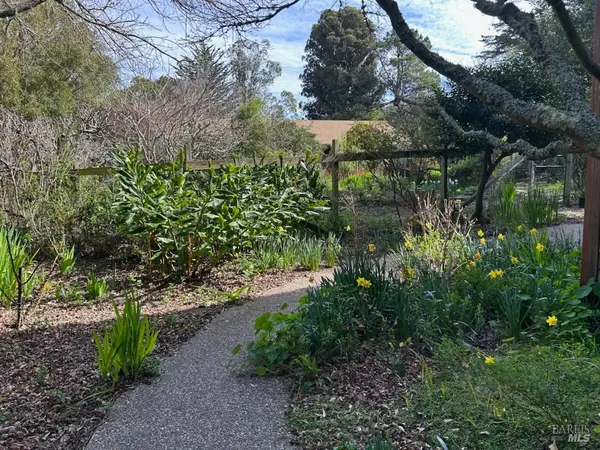 a view of a garden with plants and large trees
