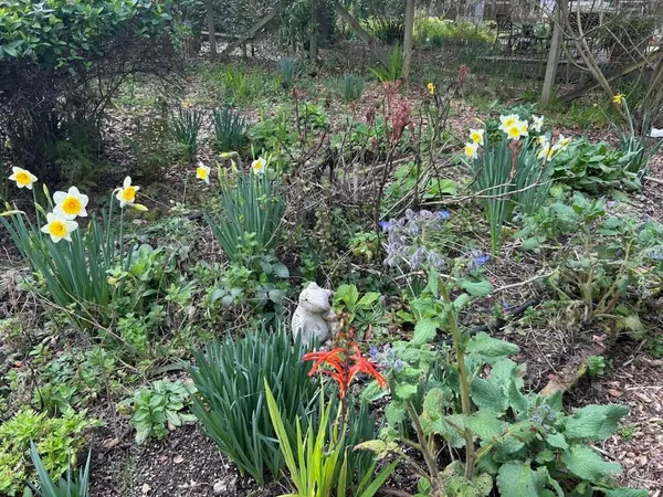 a view of a garden with a flower