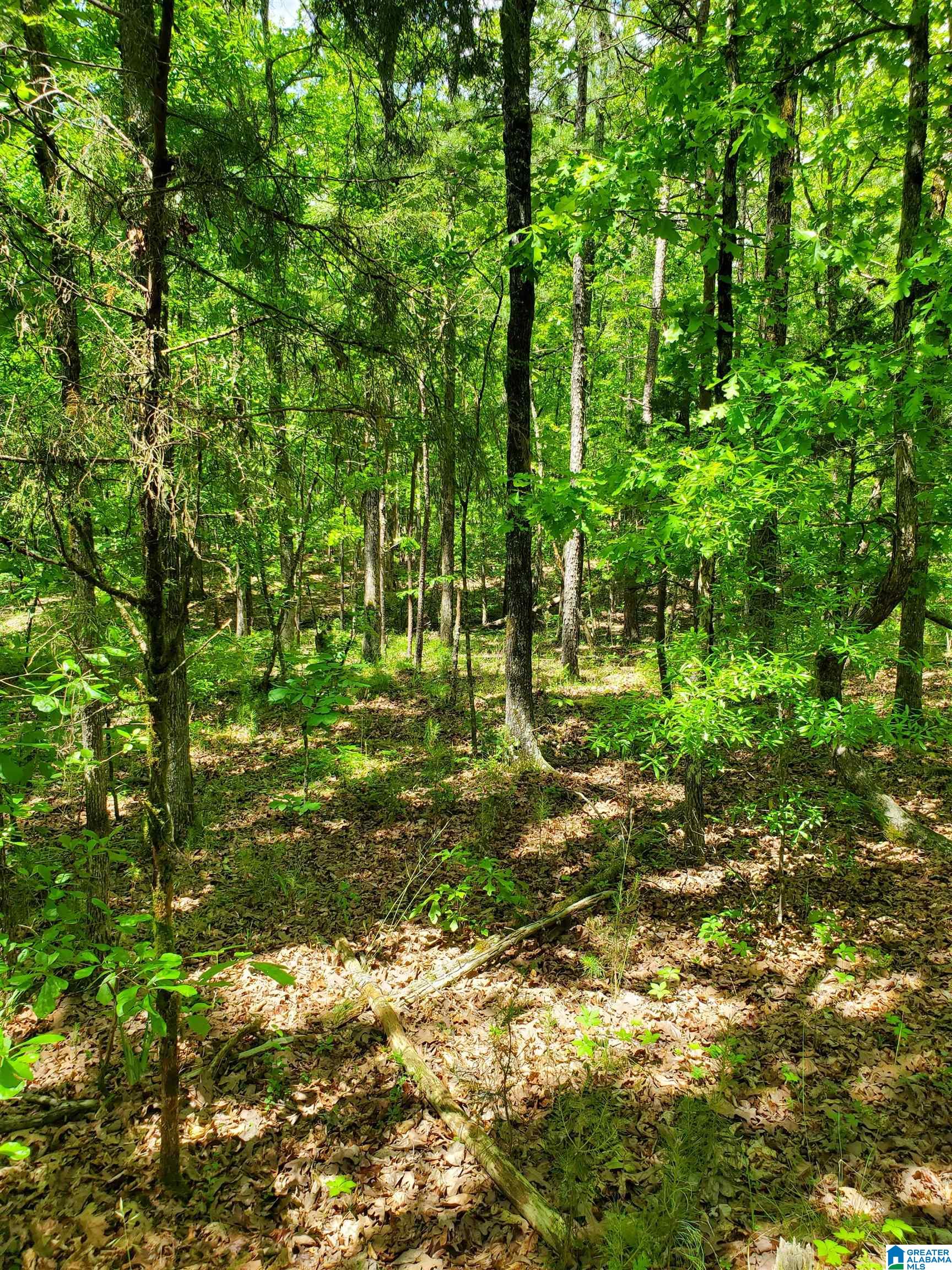 0 Chelsea Road Columbiana, AL 35051 - Photo 13 of 17