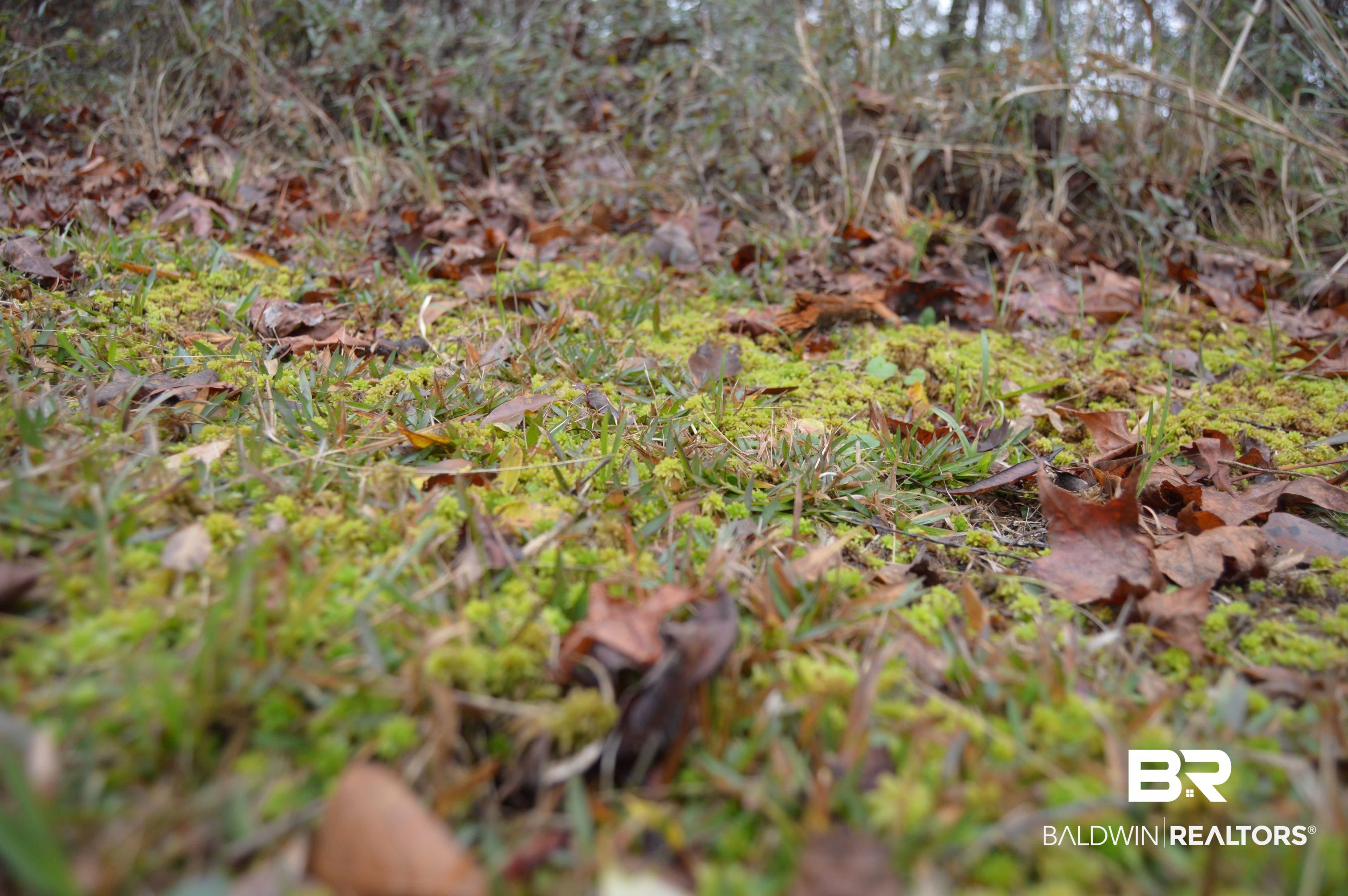 14 Marlin Street Stockton, AL 36579 - Photo 18 of 23 View of local wilderness