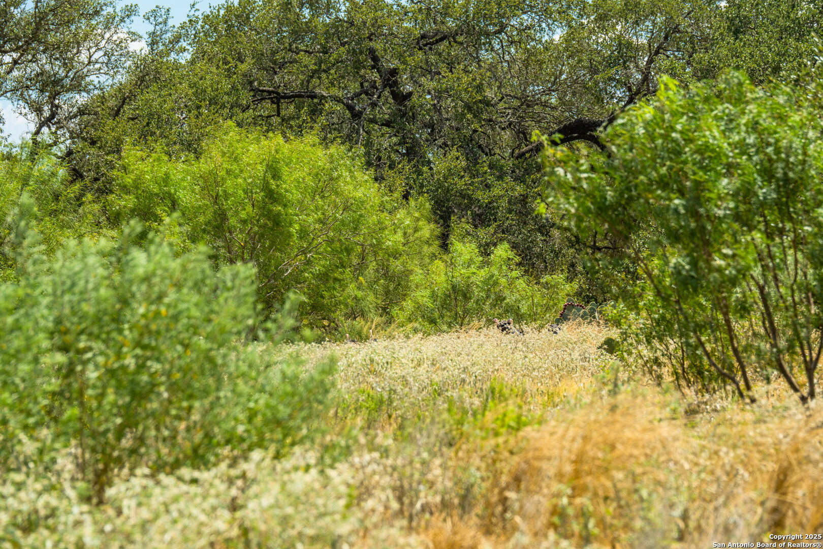 1700 Bruce Road Poteet, TX 78065 - Photo 27 of 46 a view of a yard with a tree