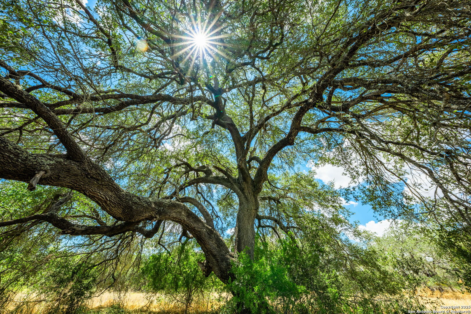 1700 Bruce Road Poteet, TX 78065 - Photo 29 of 46 a picture of tree